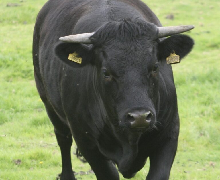 EToro Stock Surges 29% on First Day of Trading