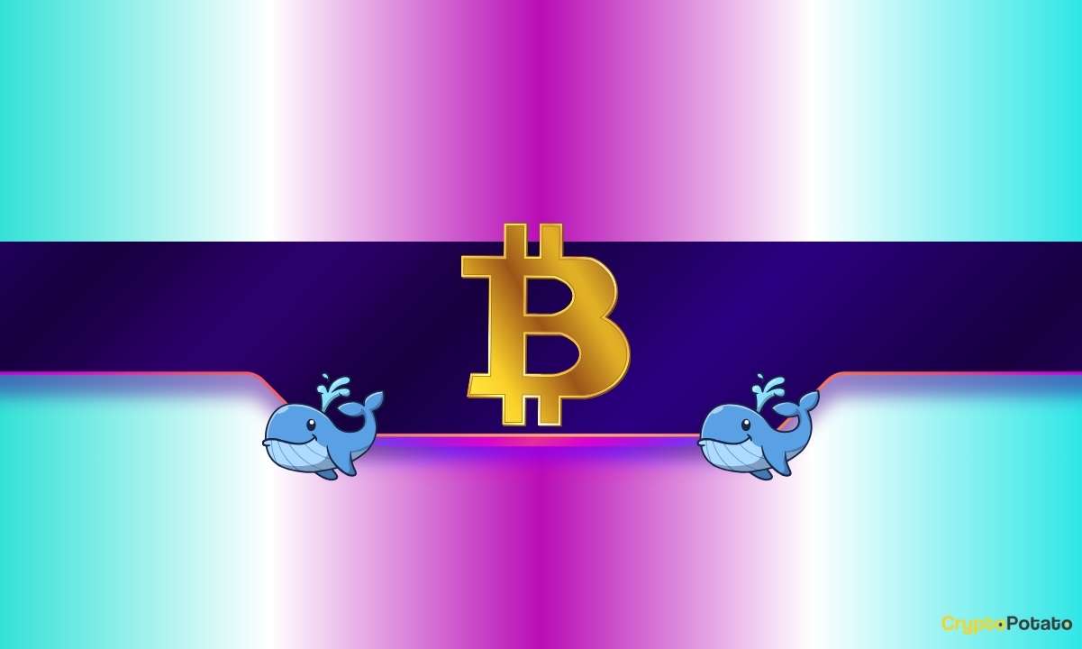 20,000 BTC Purchased in Just 2 Days by Whales: How Will Bitcoin’s Price React?