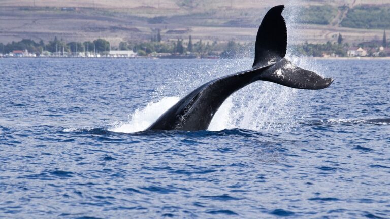 Crypto's Most Watched Whale Gets Fully Liquidated After Placing Billions in Risky Bets