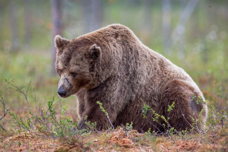 Ether Bears Are Done and That’s Fueling ETH’s Surge, Crypto Benchmark Issuer Says