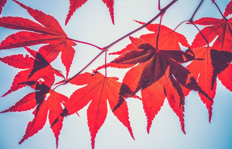 Crypto Lender Maple Finance Expands to Solana With Chainlink