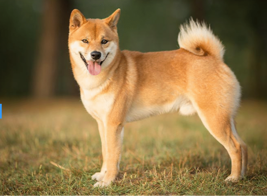 Spot DOGE ETF Appears Nearer as Bitwise Amends Filing