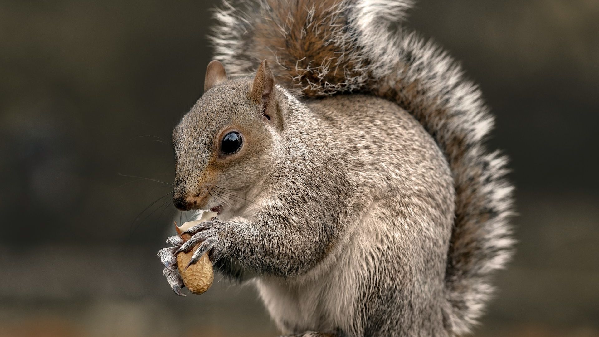 Tariffs Don't Budge Bitcoin, PNUT Pops on Musk Rant: Crypto Daybook Americas