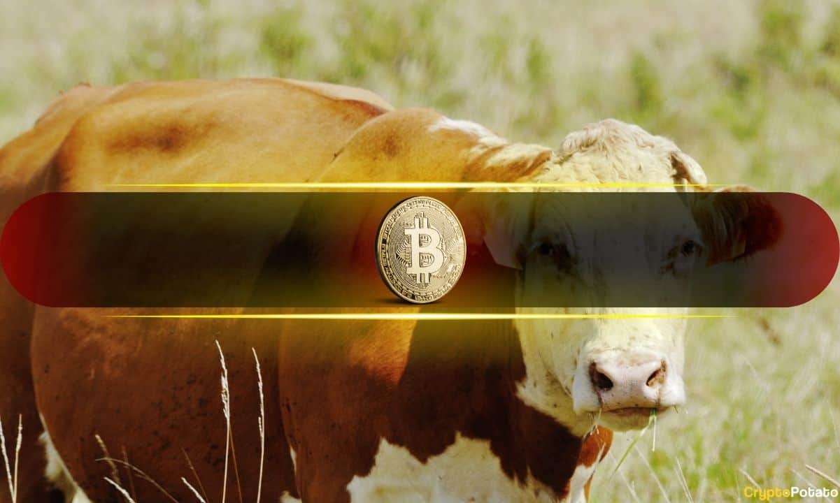 Bitcoin Stays Steady, But Momentum Flashes Bullish Signs: Bitfinex Alpha
