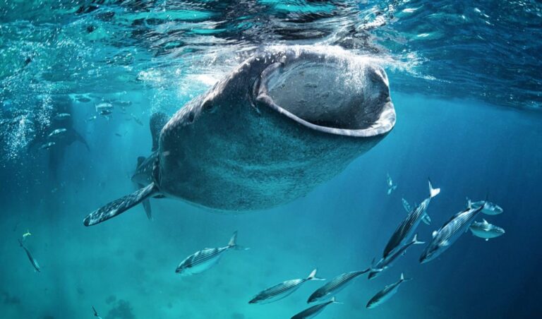 Whale Revives Profit-Taking Concerns as Bitcoin Holds Flat: Crypto Daybook Americas