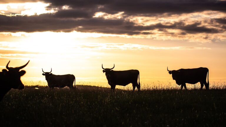 Ether, Solana, BNB Outshine Bitcoin as Cryptos Rebound