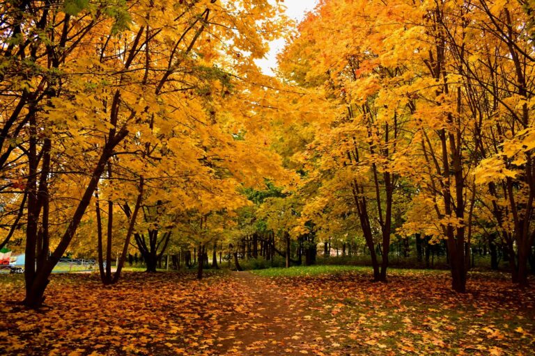 Altcoin Season Could Begin in September as Bitcoin’s Grip on Crypto Market Weakens: Coinbase Institutional