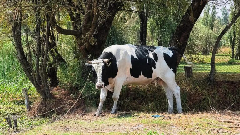 Bitcoin Traders Eye Upside as BTC Holds Above $110K: Crypto Daybook Americas