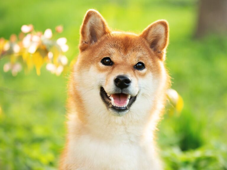 Shiba Inu Developers Clear Final Hurdle for LEASH v2 Migration