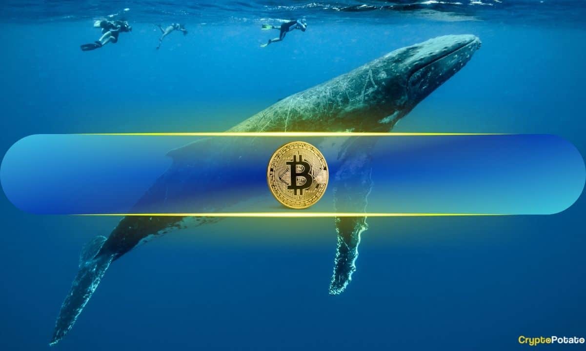 Bitcoin Lost $8K in 2 Days but Whales and Sharks Continue to Accumulate