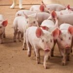 Feds Seize $61 Million in Tether Linked to ‘Pig Butchering’ Crypto Scams