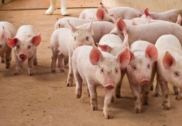 Feds Seize $61 Million in Tether Linked to ‘Pig Butchering’ Crypto Scams