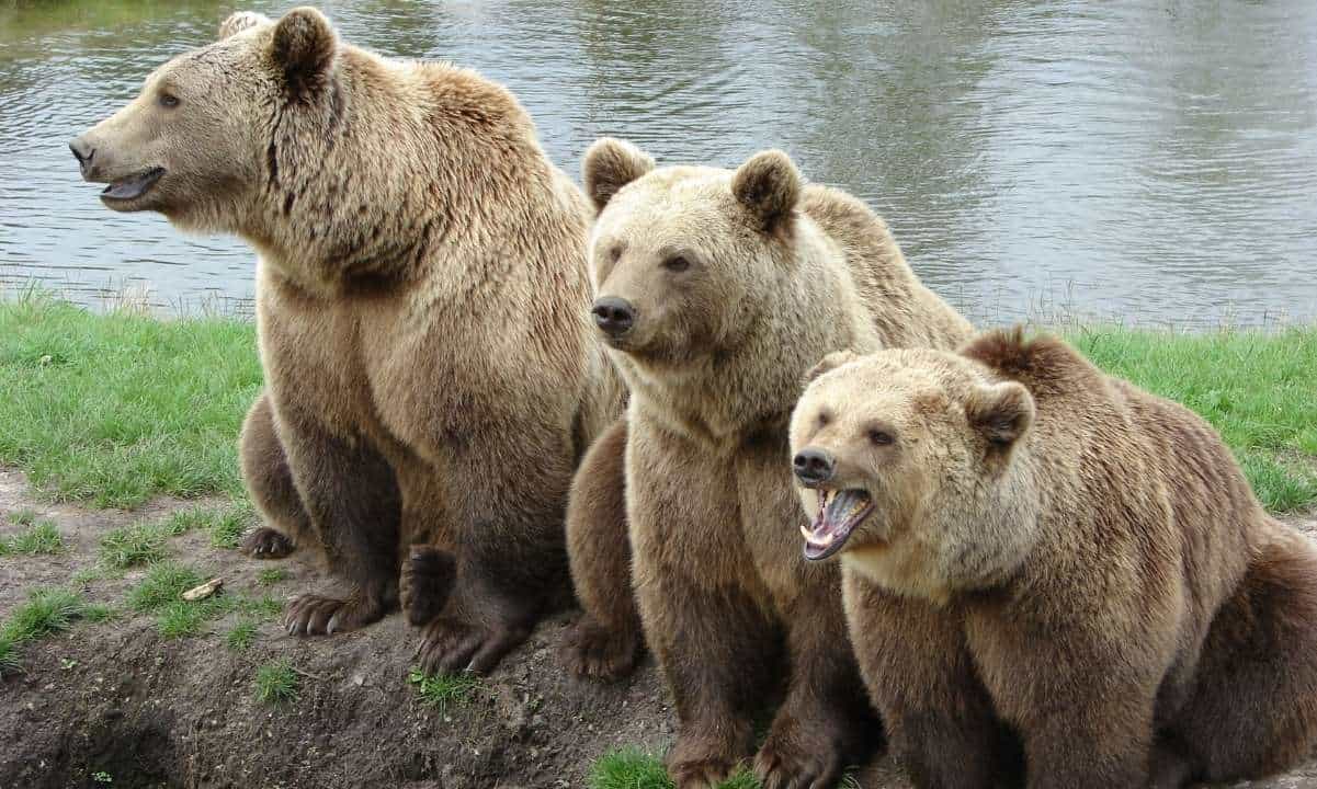 CryptoQuant Breaks Down Current Bear Market Signals