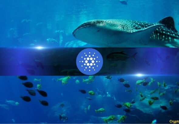 Cardano Whales Keep Buying as ADA Crashes 71% in 9 Months