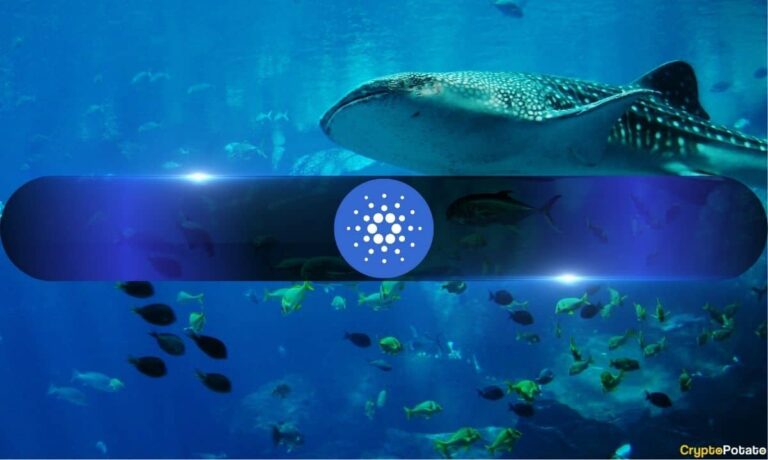 Cardano Whales Keep Buying as ADA Crashes 71% in 9 Months