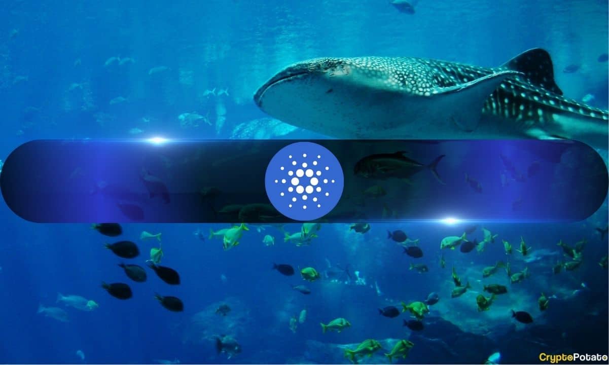 Good or Bad? Cardano Whales Control 67.5% of the Total ADA Supply