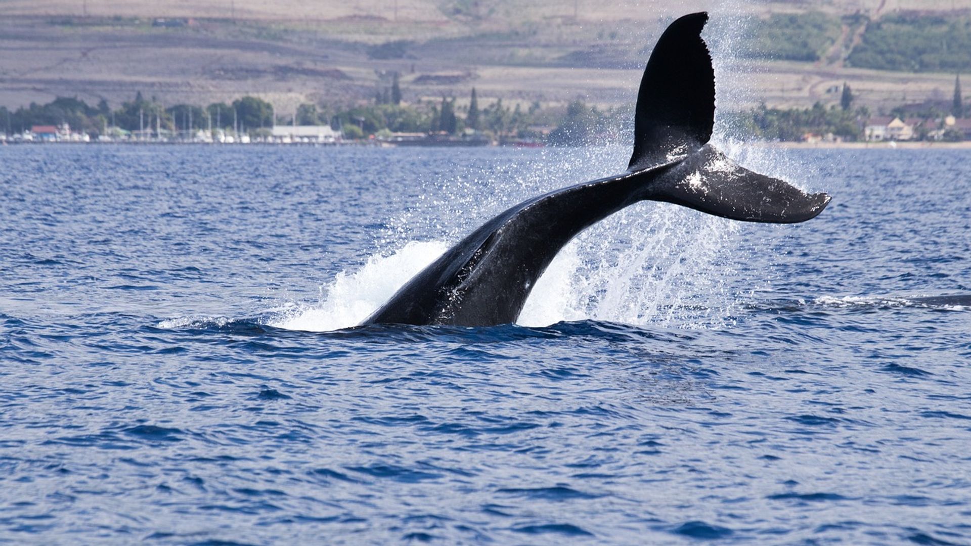 Whale alert: Someone dumped $1.29 billion of BlackRock's bitcoin ETF in a dark pool trade