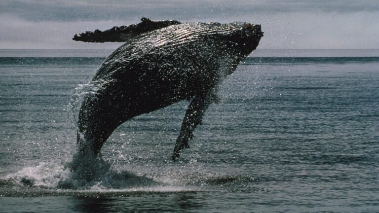 Wall Street is making it easier for bitcoin whales to ditch self-custody: report