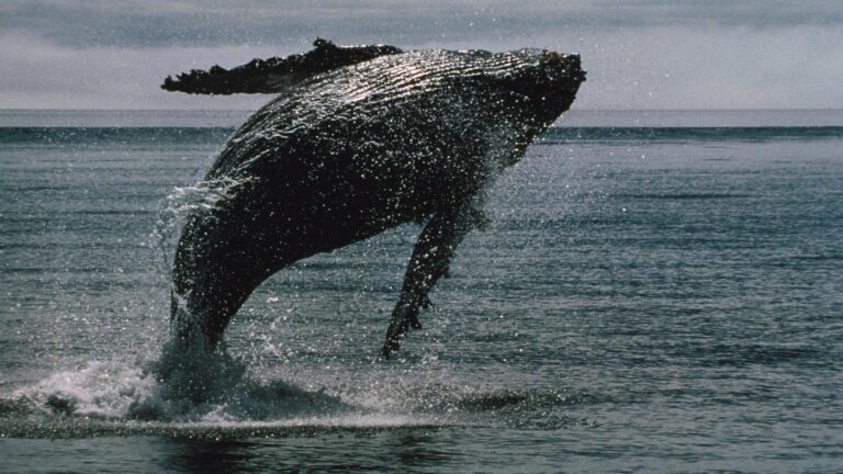 XRP whales keep buying the dip, but ether shows deeper capitulation