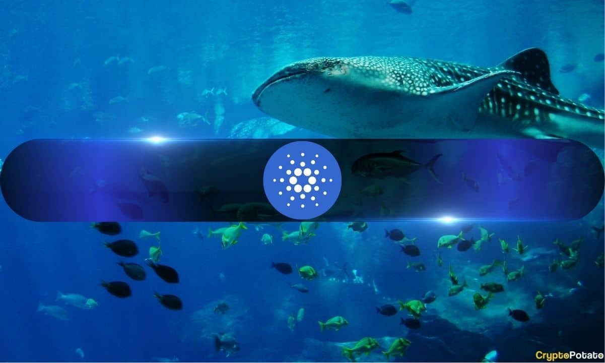 Cardano Under Pressure: Falling Network Activity Adds to ADA Selling Concerns